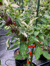 Load image into Gallery viewer, Thunder Nugs (Pepper Seeds)