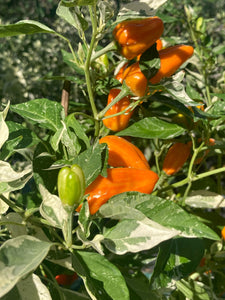 Orange Fish (Pepper Seeds)