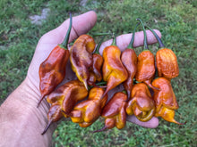 Load image into Gallery viewer, Taj Mahal Mustard (Pepper Seeds)