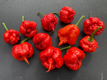 Load image into Gallery viewer, 7 Pot Brainstrain Red (Pepper Seeds)