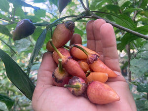 BBG Pink Horizon (Pepper Seeds)