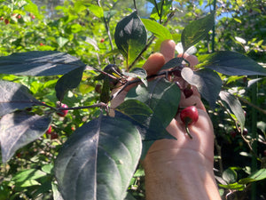 Chuparita (Mix)(T-E) (Pepper Seeds)