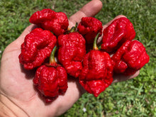 Load image into Gallery viewer, MedullaGum (Pepper Seeds)