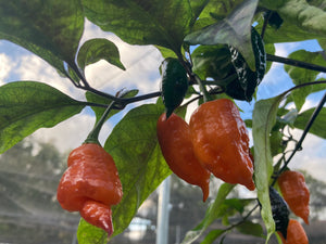 Sharknado Outbreak (T-E)(Pepper Seeds)