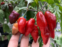 Load image into Gallery viewer, Red Wendigo (T-E) (Pepper Seeds)