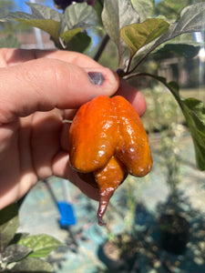 Voltron Caramel (T-E)(Pepper Seeds)