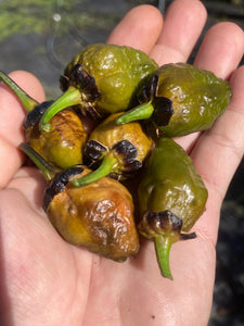 MonsterGum Leopard (Mustard)(Pepper Seeds)