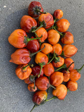 Load image into Gallery viewer, Purplegum Orange Blushed (Pepper Seeds)