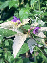 Load image into Gallery viewer, Thunder Nugs (Pepper Seeds)