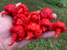 Load image into Gallery viewer, RB003 (Pepper Seeds)