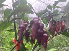 Load image into Gallery viewer, Pink Wendigo (T-E) (Pepper Seeds)