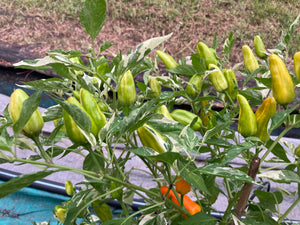 Orange Fish (Pepper Seeds)