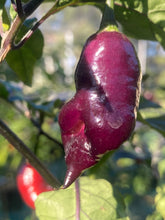 Load image into Gallery viewer, Maroon Voltron (T-E)(Pepper Seeds)