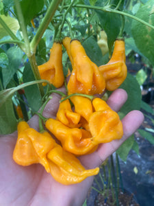 Soul Squeeze (Pepper Seeds)