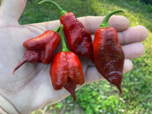 Voltron Caramel (T-E)(Pepper Seeds)