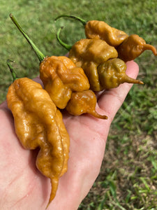 Green GhostScorpion T-E (Limited)(Pepper Seeds)