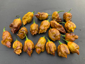 Golden Haze Horizon (Pepper Seeds)