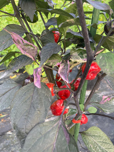 Bryan’s Emperor Blood (Pepper Seeds)