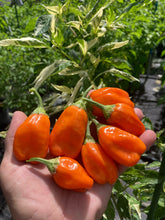 Load image into Gallery viewer, Puriraheim (T-E) (Pepper Seeds)