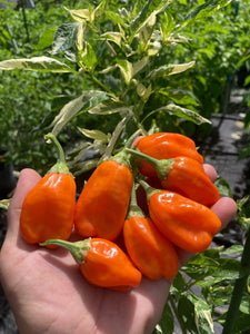 Puriraheim (T-E) (Pepper Seeds)