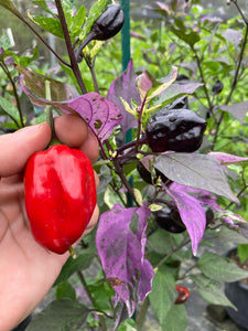 Bryan’s Vulcan Blood (Pepper Seeds)