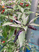 Load image into Gallery viewer, Pickles Blood (Grifter) (Pepper Seeds)