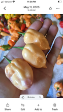 Load image into Gallery viewer, Purple Uprising Peach (Pepper Seeds)