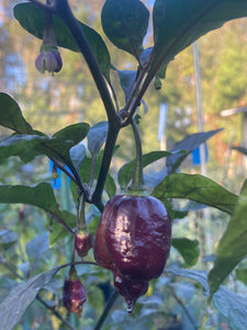 Maroon Voltron (T-E)(Pepper Seeds)