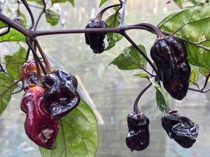 Dark BBG Horizon (Pepper Seeds)