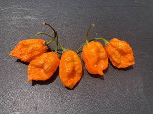 Douglah Orange XL (Pepper Seeds)