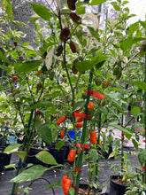 Load image into Gallery viewer, Thunder Nugs (Pepper Seeds)