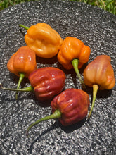 Load image into Gallery viewer, Purple Uprising Orange (Pepper Seeds)