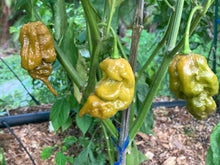 Load image into Gallery viewer, ButterScotch GhostScorpion T-E (Pepper Seeds)
