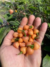 Load image into Gallery viewer, Chuparita (Mix)(T-E) (Pepper Seeds)