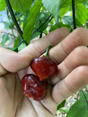 PJ (UFO) (Pepper Seeds) (Pimenta Jolokia)