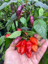 Load image into Gallery viewer, Red Wendigo (T-E) (Pepper Seeds)