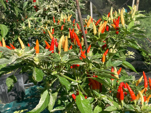 Hot Pallet (Pepper Seeds)