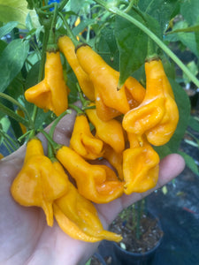 Soul Squeeze (Pepper Seeds)