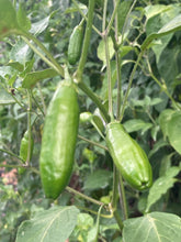 Load image into Gallery viewer, Aji Little Finger (Pepper Seeds)