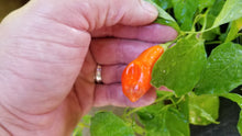 Load image into Gallery viewer, Conquistador (Inca Berry XL) (Pepper Seeds)