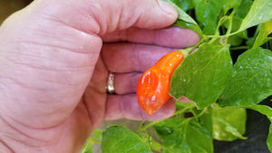 Conquistador (Inca Berry XL) (Pepper Seeds)