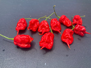 Primotalii Red (Pepper Seeds)