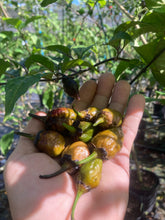 Load image into Gallery viewer, MonsterGum Leopard (Mustard)(Pepper Seeds)