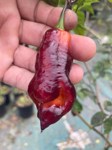 Maroon Voltron (T-E)(Pepper Seeds)