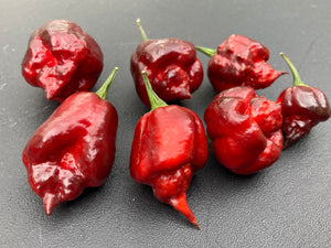 Maroon Voltron (T-E)(Pepper Seeds)