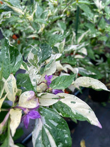 Thunder Nugs (Pepper Seeds)