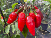 Load image into Gallery viewer, Red Wendigo (T-E) (Pepper Seeds)