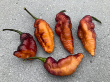 Load image into Gallery viewer, Pandora’s Box Pimenta Jolokia/PJ Mix (Pepper Seeds)