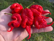 Load image into Gallery viewer, Primotalii Red (Pepper Seeds)