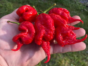 Primotalii Red (Pepper Seeds)